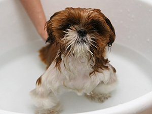 мытьё собак